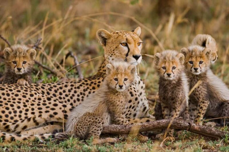 The Best of Three days Tarangire and Serengeti National Park - An In-Depth Look at the Safari Experience