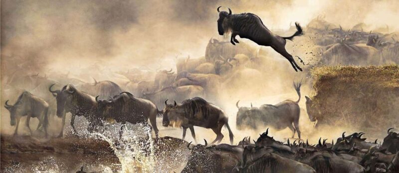 The Best of Three days Tarangire and Serengeti National Park - Who Would Love This Tour?
