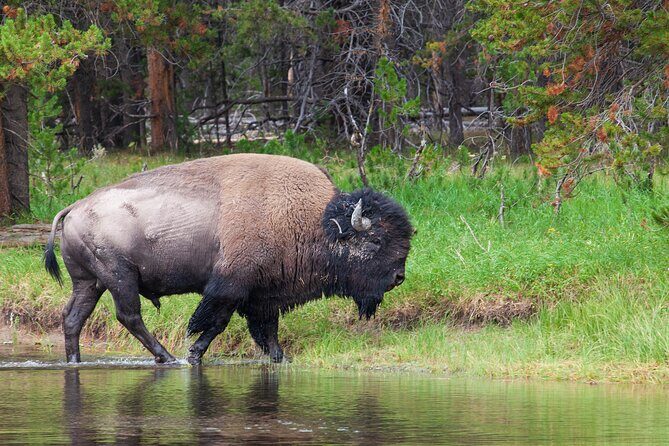 The Best of Yellowstone - Nat'l Park Day Tour From Cody - Private - An In-Depth Look at the Yellowstone Experience