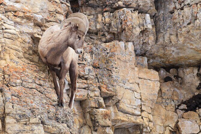 The Best of Yellowstone - Nat'l Park Day Tour From Cody - Private - FAQ