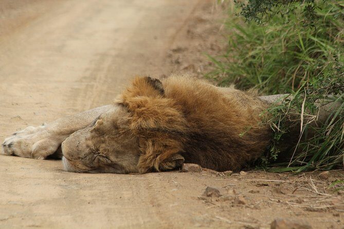 The Best of Zululand's Big 5 reserves - For the Discerning guest - An In-Depth Look at the Itinerary