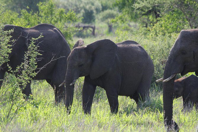 The Best of Zululand's Big 5 reserves - For the Discerning guest - Practical Details and Considerations