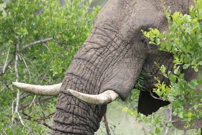 The Best of Zululand's Big 5 reserves - For the Discerning guest - FAQ