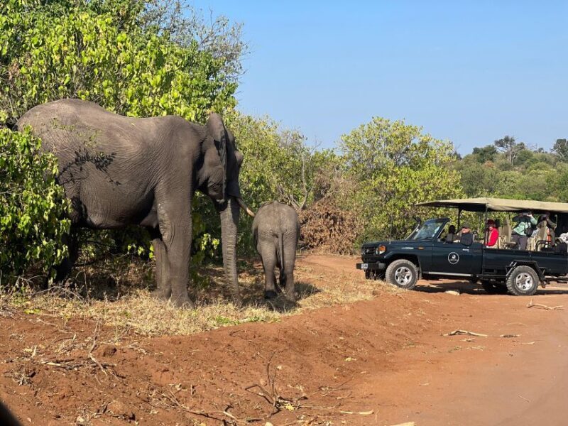 The Best Private Cape Town Safari Day Trip - Aquila Big 5 - Key Points