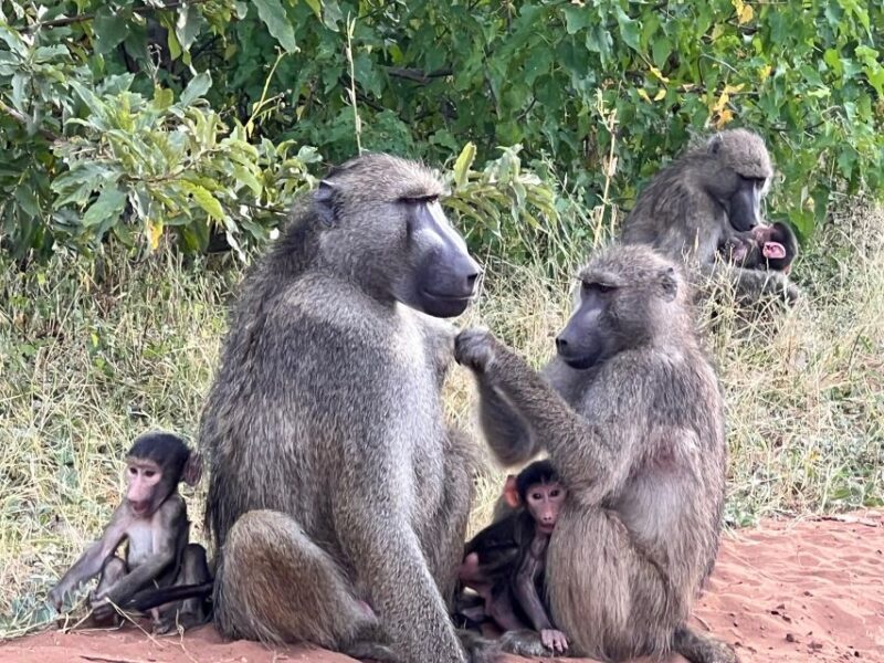 The Best Private Cape Town Safari Day Trip - Aquila Big 5 - What to Expect During Your Safari Day