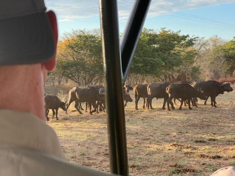 The Best Private Cape Town Safari Day Trip - Aquila Big 5 - The Sum Up