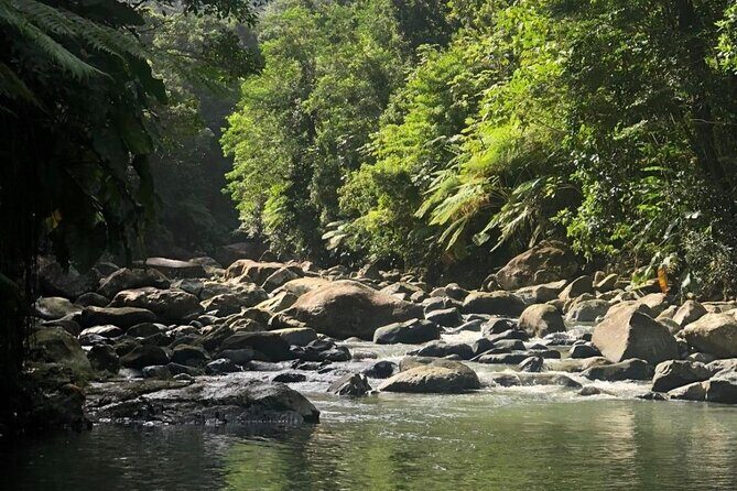 The Best Rainforest Experience in Puerto Rico - Exploring the Best Rainforest Experience in Puerto Rico