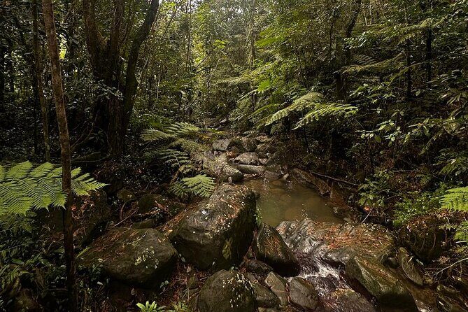The Best Rainforest Experience in Puerto Rico - Detailed Review of the Experience