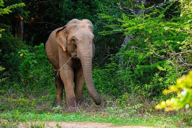 The Best Safari tour from Hambantota Port (Janaka safari) - The Experience: What to Expect from Janaka Safari