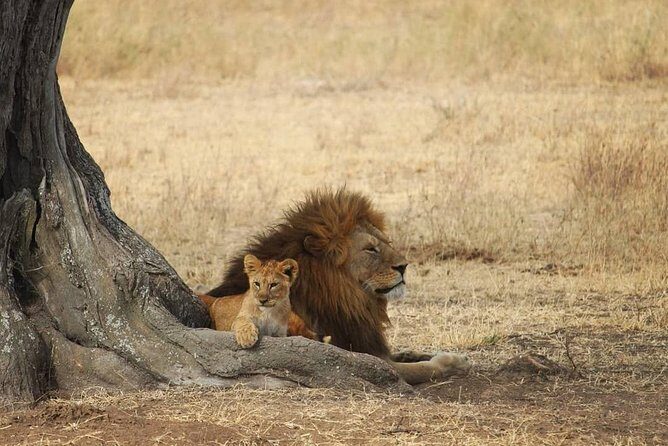 The best Selous 1 day safari from Zanzibar - Key Points