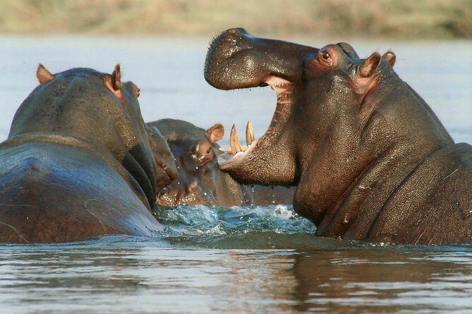 The best Selous 1 day safari from Zanzibar - The Itinerary: What to Expect