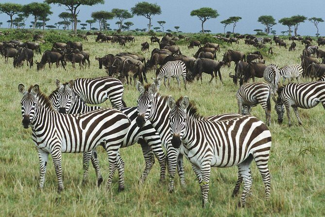 The best Selous 1 day safari from Zanzibar - Who Is This Tour Best Suited For?