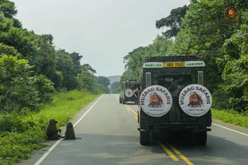 The Big5 3 Days Wildlife Adventure Experience in Uganda. - FAQ