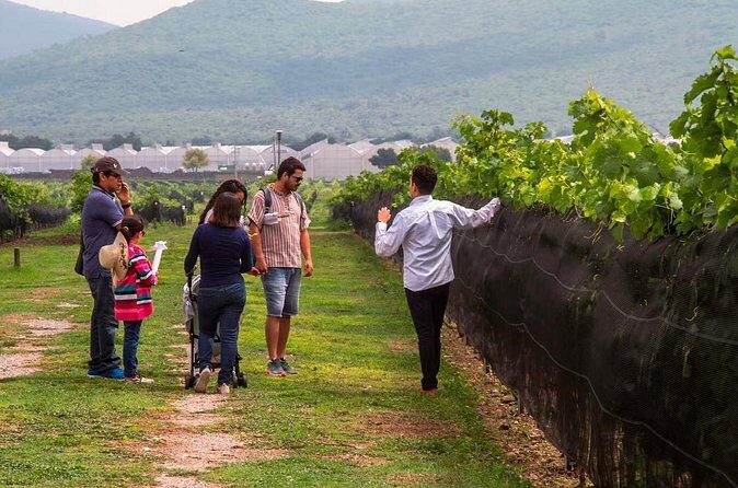 The Cheese and Wine Route - Overall Experience: What’s Included and How It Adds Up