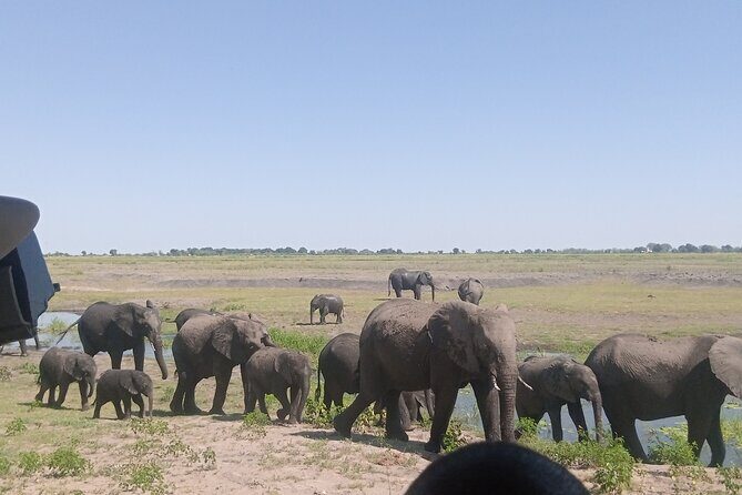 The Chobe Safari Day trip from Livingstone - Who Should Consider This Tour?