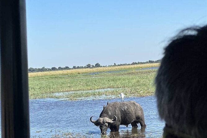 The Chobe Safari Day trip from Livingstone - The Sum Up: Is It Worth It?