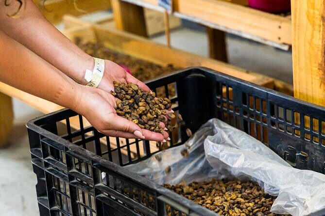 The Coffee Experience - The Itinerary: What to Expect