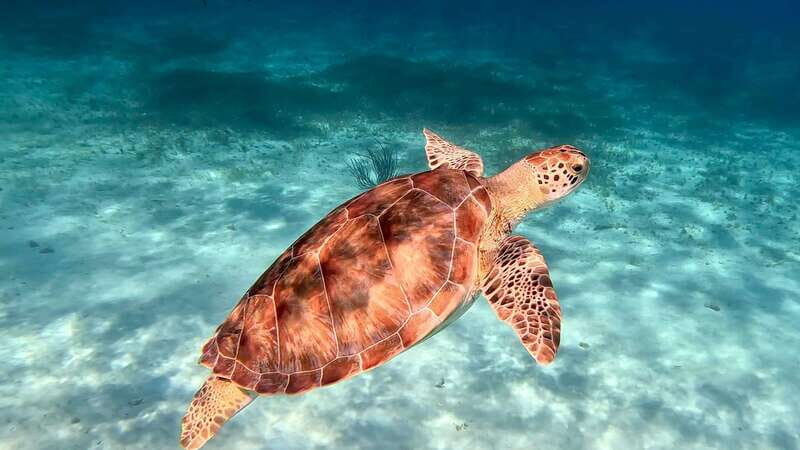 The Cozumel Turtle Sanctuary Snorkel Tour - Practical Tips for Travelers