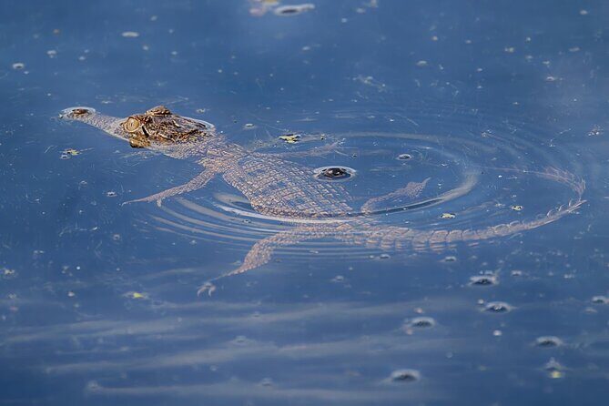 The Croc Bus to the Famous Jumping Crocodile Cruise - FAQ