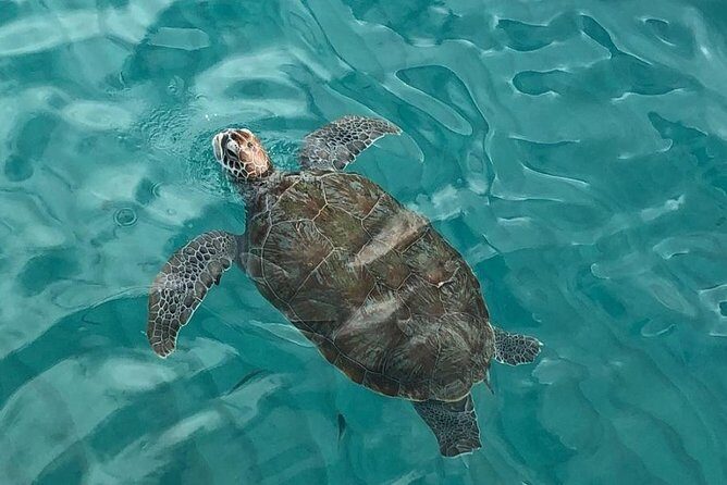 The Curacao Private Beach Hopping / Snorkeling Tour - Key Points