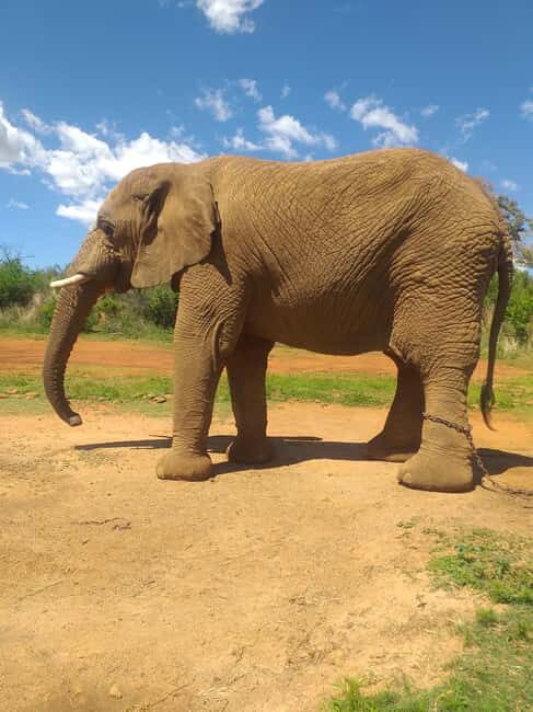 The Elephant and Monkey Sanctuary. - An In-Depth Look at the Elephant and Monkey Sanctuary Experience