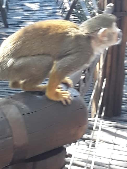The Elephant and Monkey Sanctuary. - The Sum Up