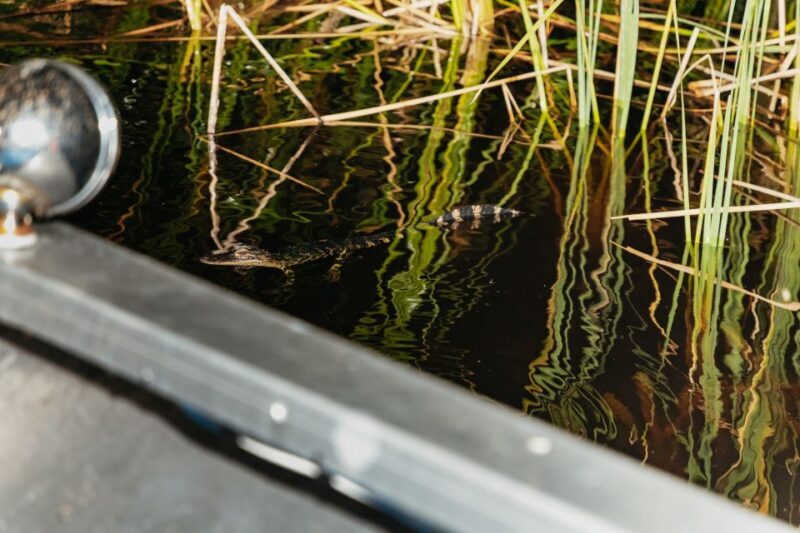 The Everglades: 1-Hour Airboat Night Tour - Key Points