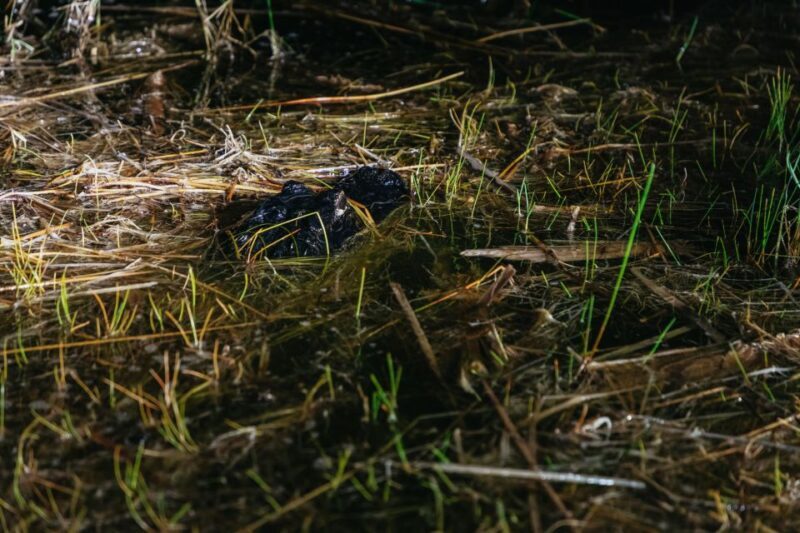 The Everglades: 1-Hour Airboat Night Tour - Who Will Love This Tour?