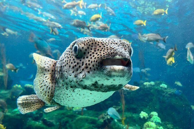 The Florida Aquarium in Tampa General Admission - Introduction