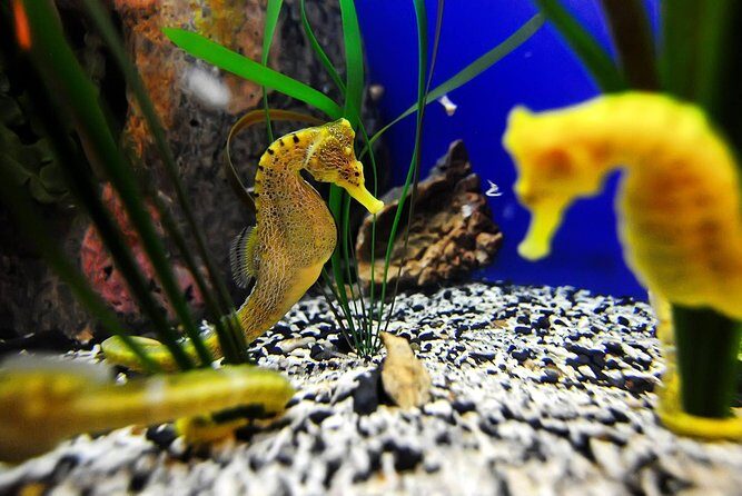 The Florida Aquarium in Tampa General Admission - Key Points