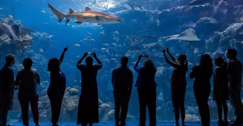 The Florida Aquarium Ticket - Authentic Insights from Visitors