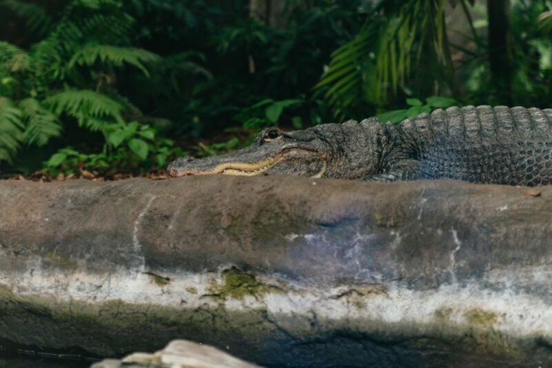 The Florida Aquarium Ticket - Who Will Love This Aquarium?