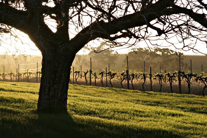 The Florita Wine Tasting Experience - Who Is This Tour Best For?