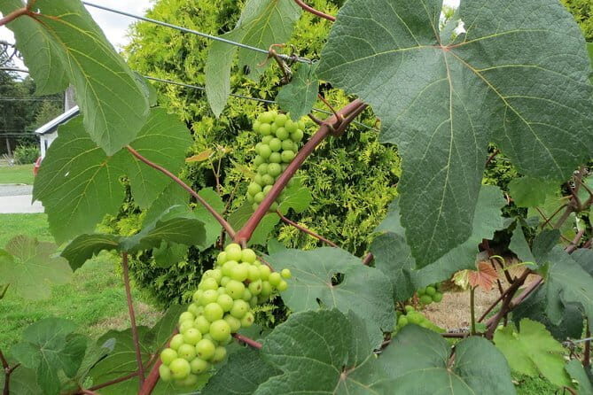 The Fraser Valley Winery Tour - Introduction