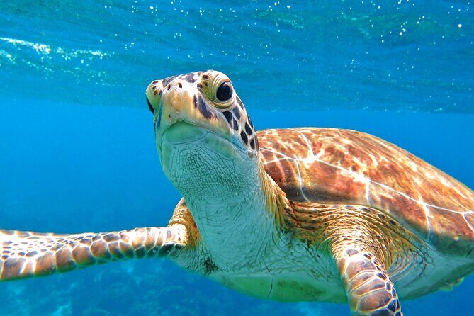 The Frederiksted St. Croix Sea Turtles Snorkeling Tour - What the Tour Offers and Why It Matters
