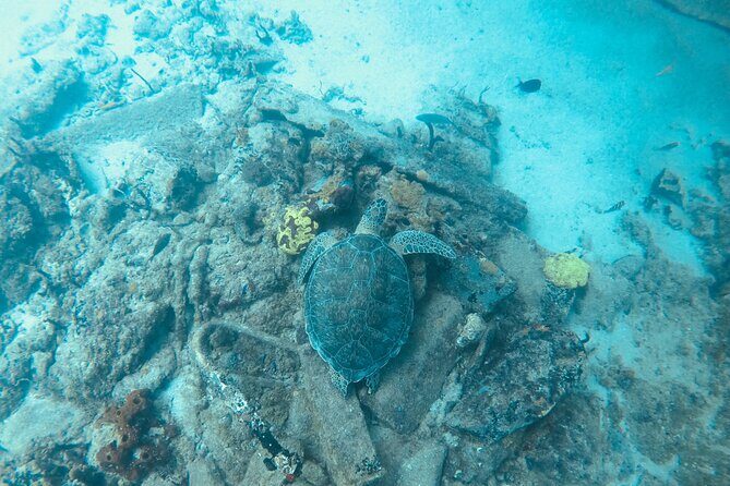 The Frederiksted St. Croix Sea Turtles Snorkeling Tour - Practical Tips for Travelers
