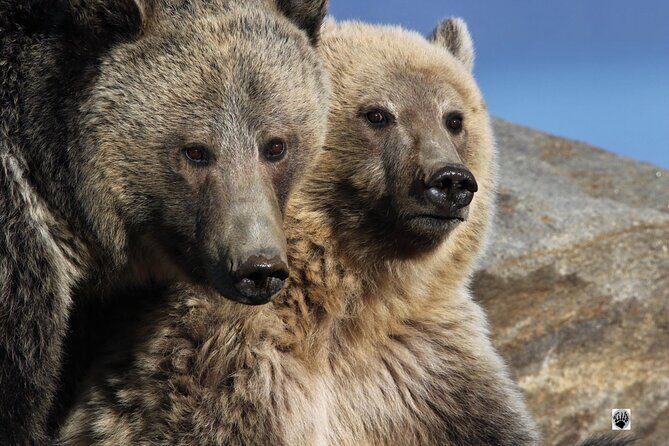 The Full Two Day Private Yellowstone Day Trips West Yellowstone - FAQs