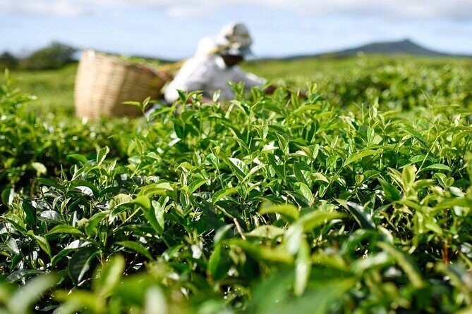 The Gorgeous East: Bois Cheri Tea factory, Rhumerie St-Aubin, Mahebourg & Lunch - Exploring Mauritius’ East: A Detailed Look at the Bois Cheri, Rhumerie St-Aubin, and Mahebourg Tour