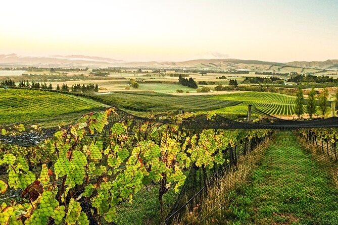 The Grape Vine - An Overview of the Experience
