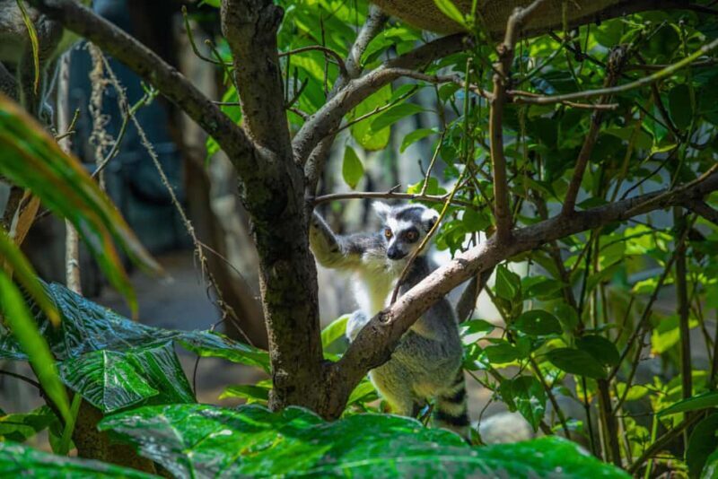 The Green Planet - Dubai's Unique Indoor Rainforest - Introduction: A Tropical Escape in Dubai You Might Not Expect