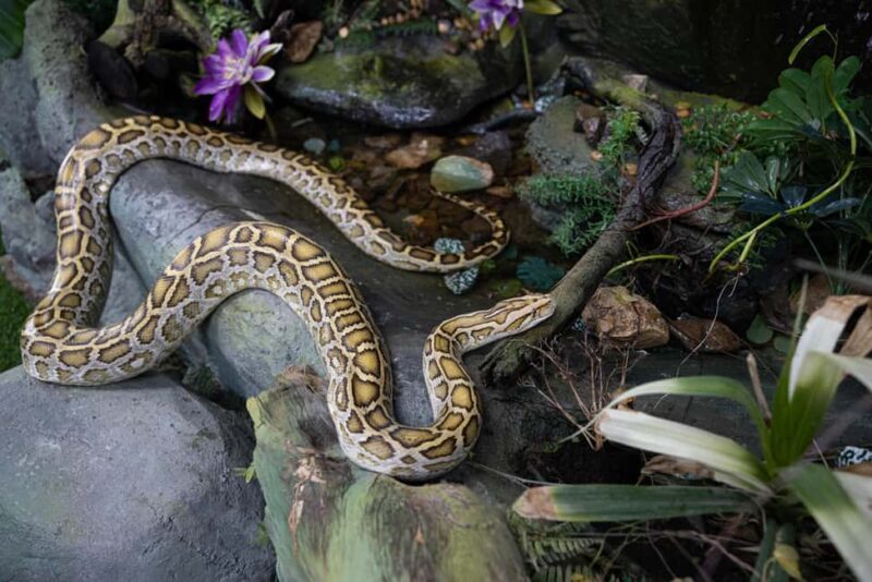 The Green Planet - Dubai's Unique Indoor Rainforest - What the Reviews Say: Authentic Voices