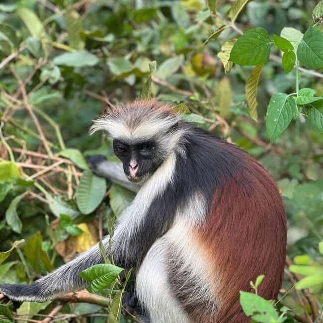 THE GREEN TOUR: Jozani Forest & Mangrove kayaking experience - Key Points