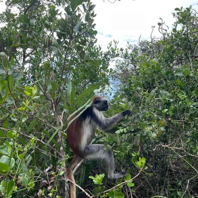 THE GREEN TOUR: Jozani Forest & Mangrove kayaking experience - Final Thoughts