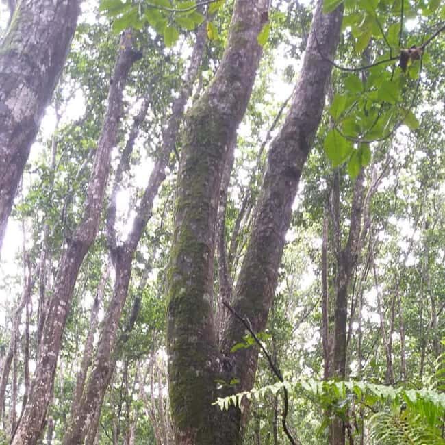 THE GREEN TOUR: Jozani Forest & Mangrove kayaking experience - FAQ