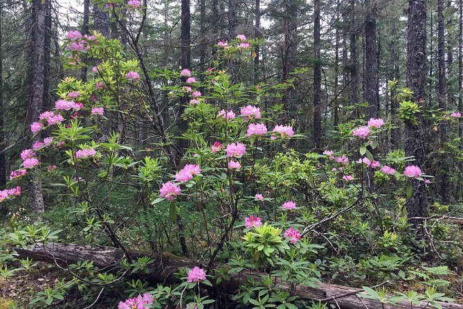 The Hood-Columbia Loop: Timberline, Orchards, and Waterfalls - Waterfalls, Monoliths, and Scenic Wonders