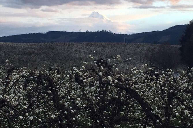 The Hood-Columbia Loop: Timberline, Orchards, and Waterfalls - Comfort, Convenience, and Value