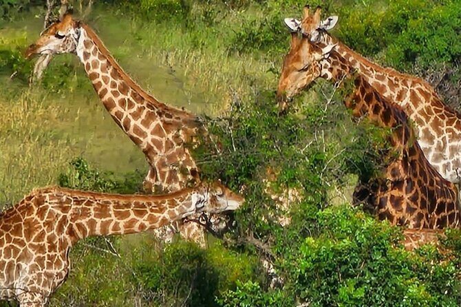 The Kruger National Park - Full Day Tour - Key Points
