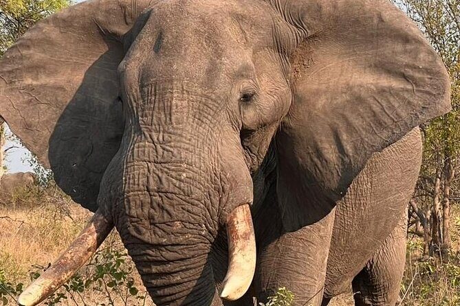 The Kruger National Park - Full Day Tour - FAQ (Frequently Asked Questions)