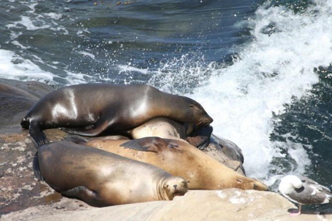 The La Jolla Tour - FAQ