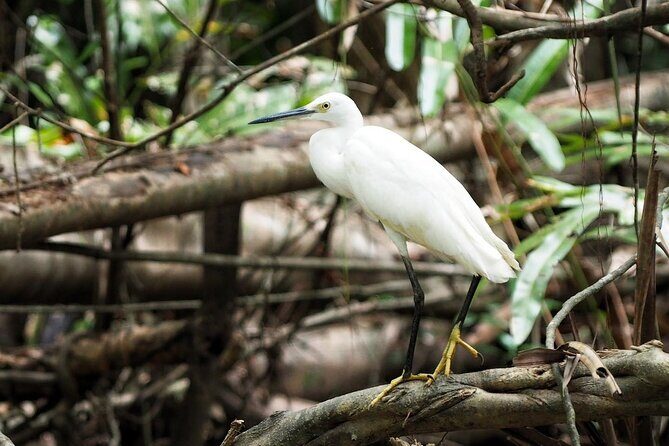 The Little Amazon and Sri Phang Nga Waterfall Full Day Tour From Khao Lak - Who Might Want to Skip This Tour?